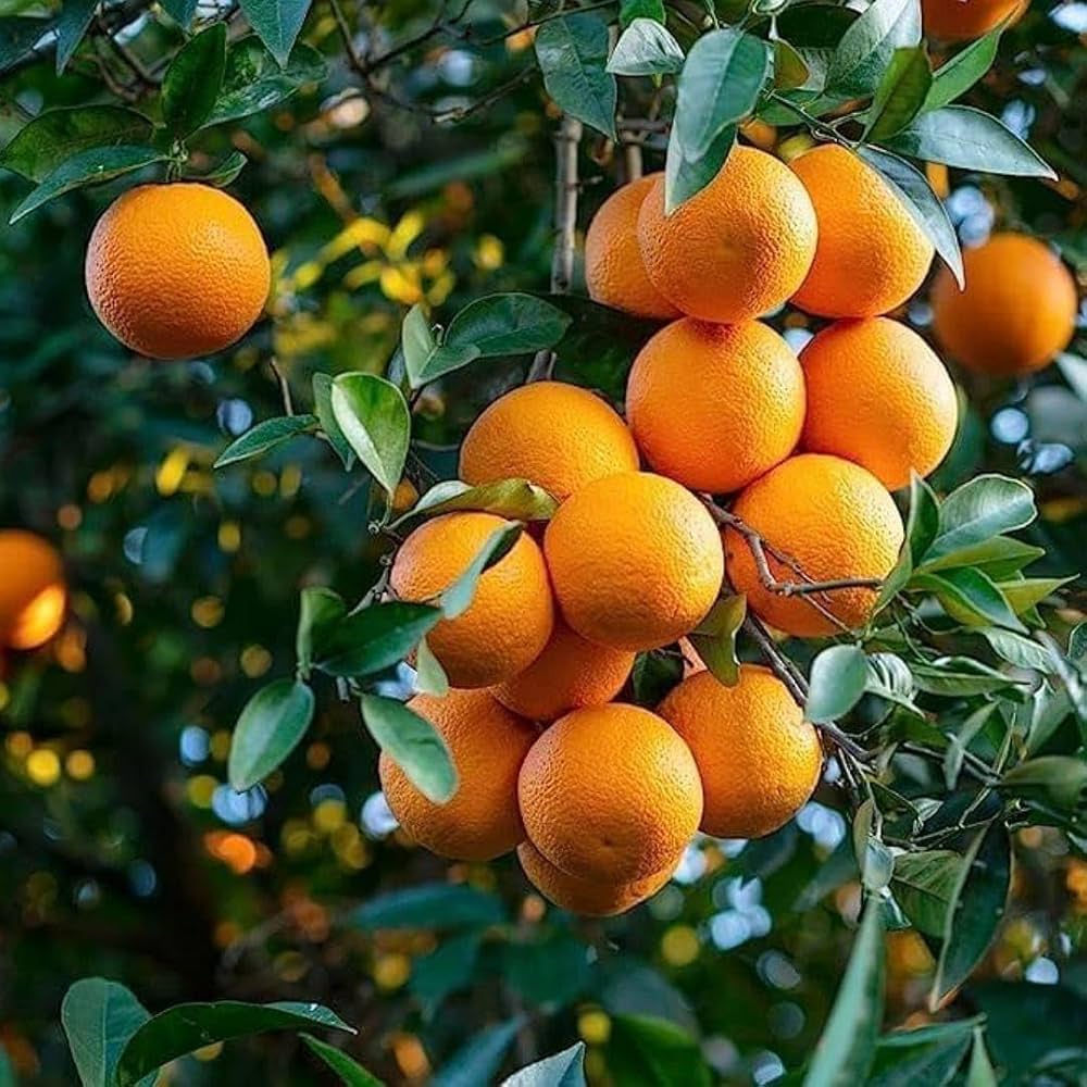 71pdUdC0gNL._AC_UF1000,1000_QL80_