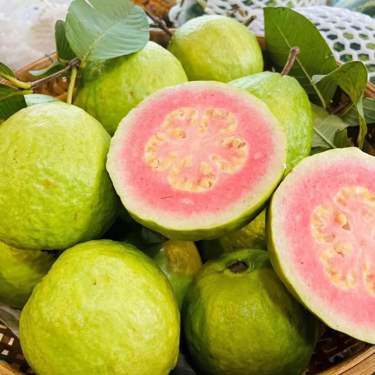 Haping_Guava_116_1714373491137_vy5xq3bj772mblt